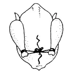 Ficelle De Cuisine 152 M 7 Ficelle De Cuisine 152 M -Maison Cuisine 601080 3 1 Ficelle de cuisine 152 m