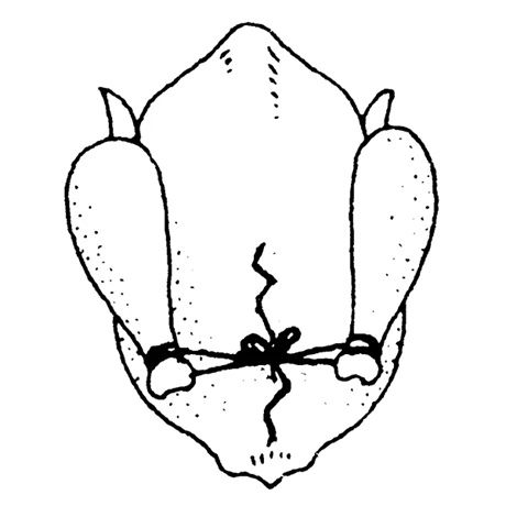 Ficelle De Cuisine 152 M 4 Ficelle De Cuisine 152 M – Image 4